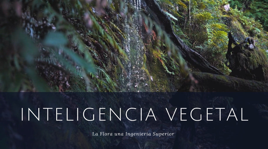 Inteligencia Vegetal